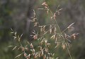 red red grass of home